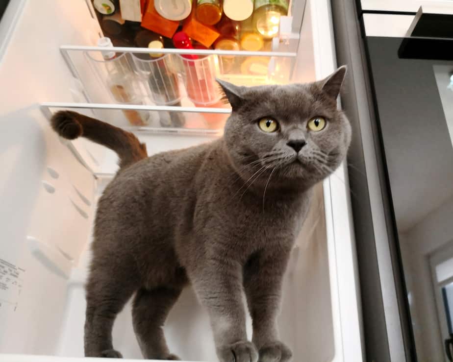 Can Cats Eat Chicken Wings? The Joy This Treat Brings!