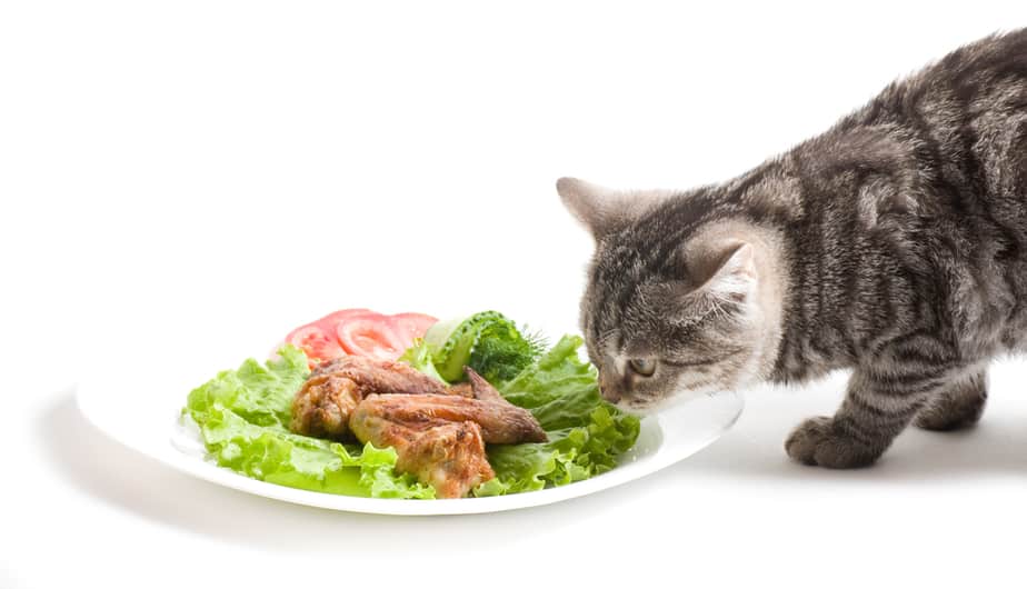 Can Cats Eat Chicken Wings? The Joy This Treat Brings!