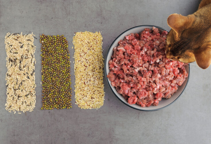 Can Cats Eat Ground Beef Is This Good For Your Furry Chief can-cats-eat-ground-beef-find-out-here-all-animals-guide