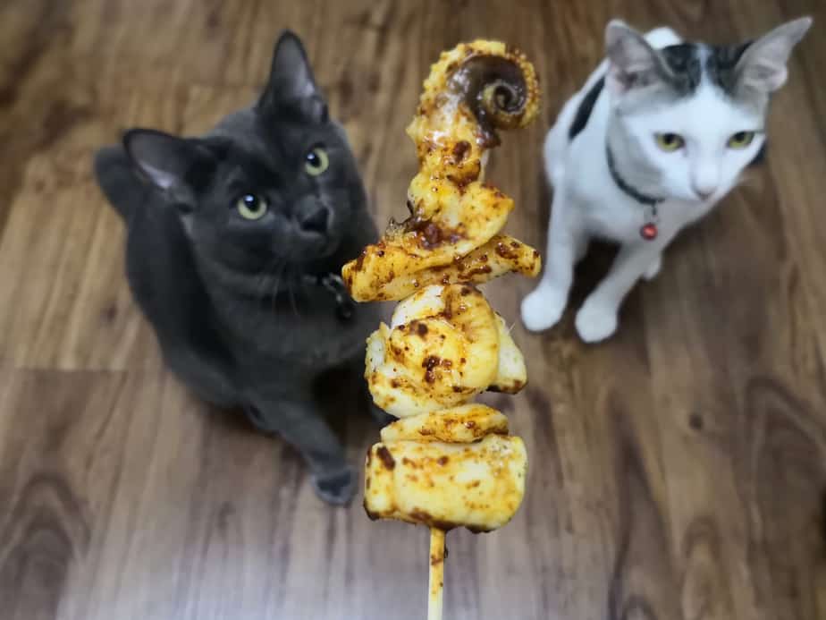 Kediler Ahtapot Yiyebilir mi? Bu Yiyecek Kediniz İçin İyi mi?