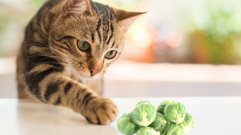 Can Cats Eat Brussels Sprouts? Will They Make Your Furkid Pout?