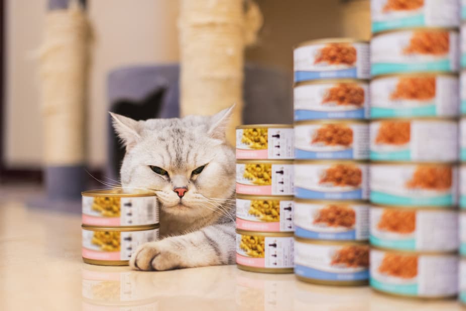 Kediler Uskumru Yiyebilir mi? Bu Balık Kedinizin İstek Listesinde mi?
