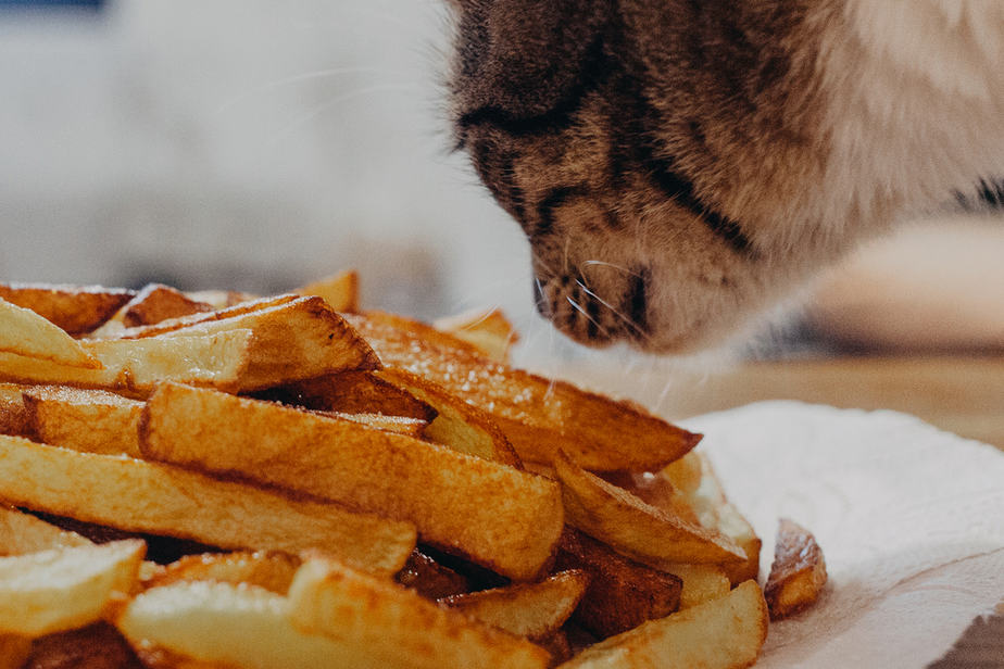 Kediler Patates Kızartması Yiyebilir mi? Bu Onların Ödülü Olabilir mi?