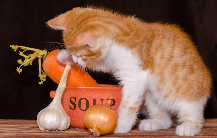 Can Cats Eat Soup? How Much Can She Scoop Up?