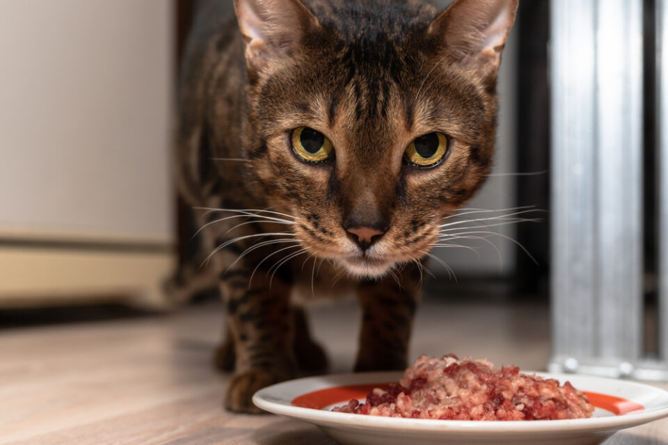 Can Cats Eat Ground Beef Is This Good For Your Furry Chief can-cats-eat-ground-beef-is-this-good-for-your-furry-chief