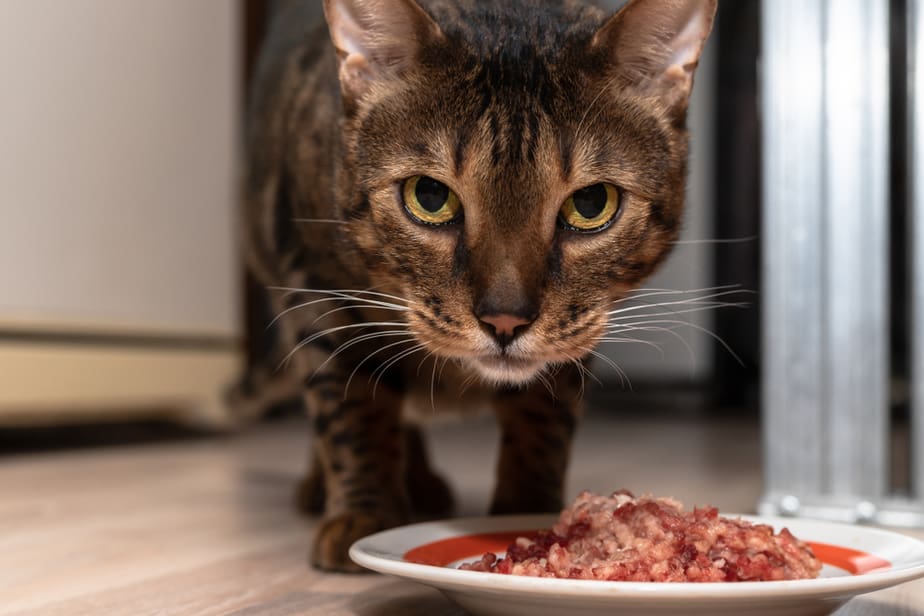 Can Cats Eat Ground Beef? Is This Good For Your Furry Chief?
