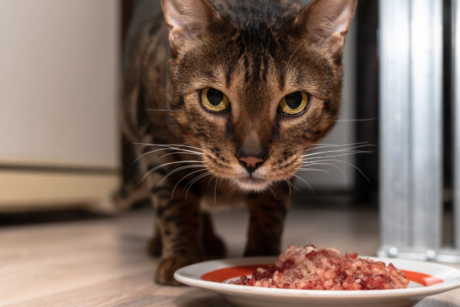 Can Cats Eat Ground Beef? Is This Good For Your Furry Chief?