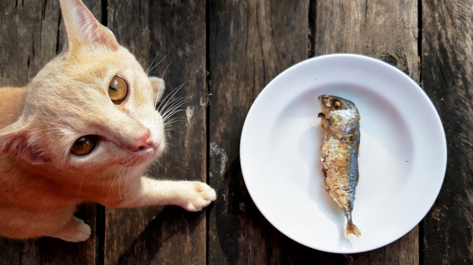 Can i feed outlet my cat cooked fish