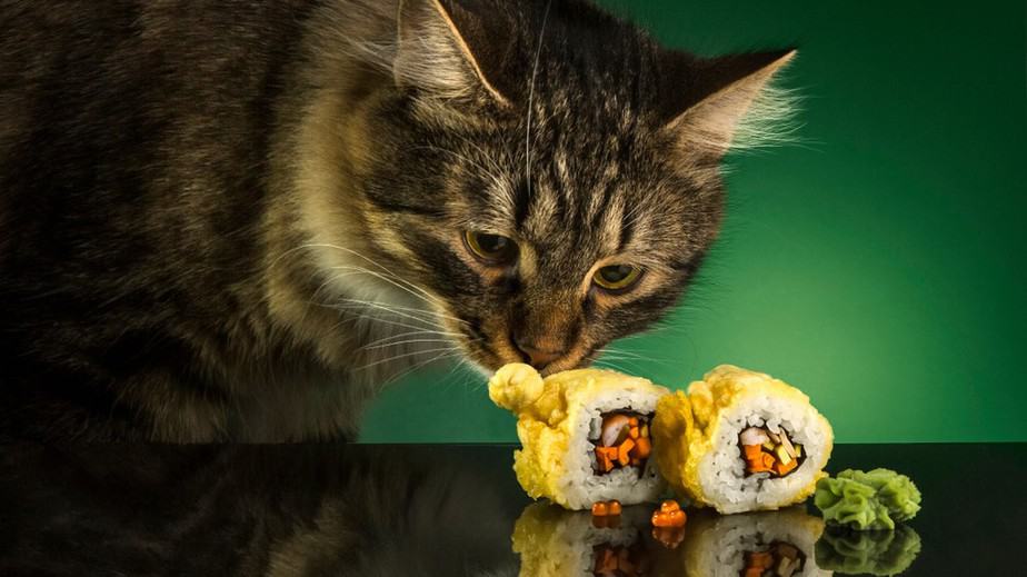 Kediler Suşi Yiyebilir mi? Kedi Lezzeti mi Tehlike mi?