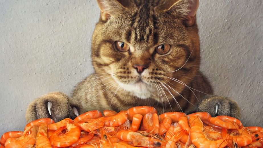 Do cats 2025 eat prawns