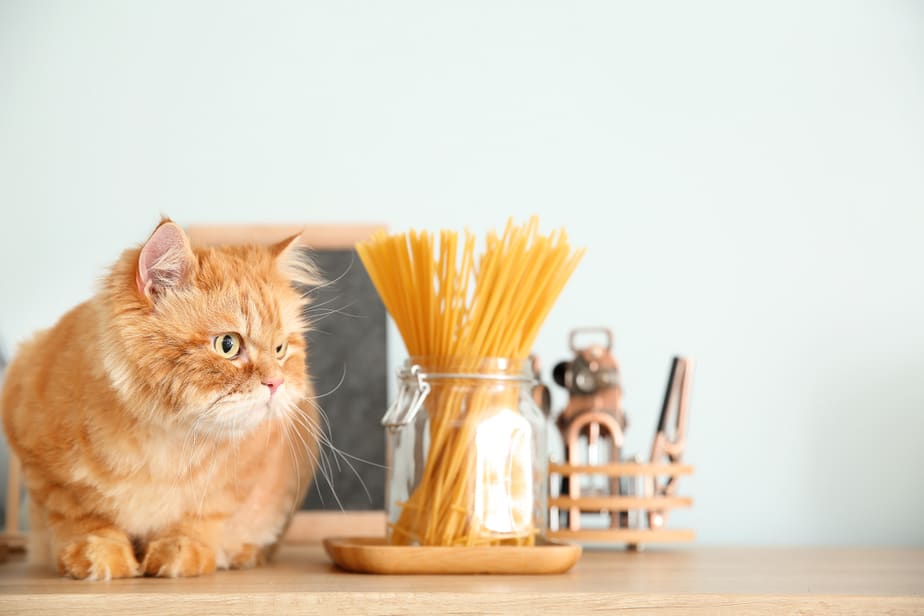 Kediler Makarna Yiyebilir mi? Bu Yiyecek Yenebilir mi?