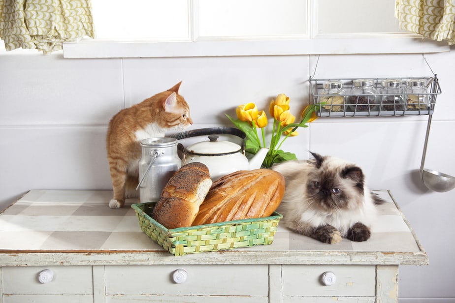 Can Cats Eat Tomato Soup? You'll Be Souprised!