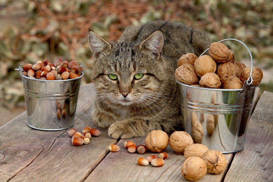 Kediler Ceviz Yiyebilir mi? Herhangi Bir Riski veya Faydası Var mı?