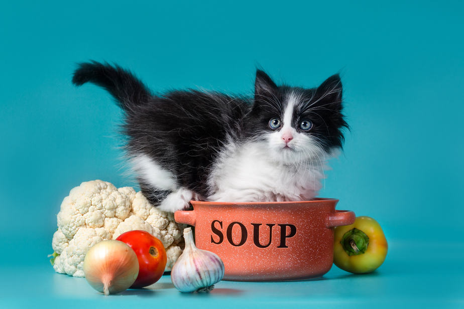 Can Cats Eat Tomato Soup? You'll Be Souprised!