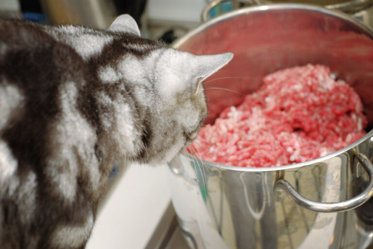 Can Cats Eat Ground Beef? Is This Good For Your Furry Chief?