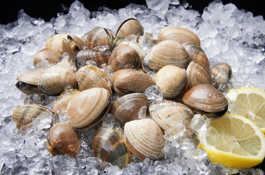 Can Cats Eat Clams? Are These Tasty Bivalves Good For Your Pet?