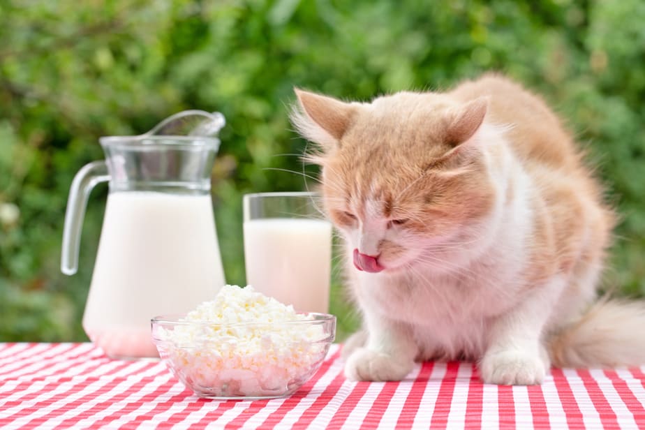 Can Cats Eat Cottage Cheese? Is It A Safe Treat For Cats?