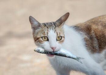 Can Cats Eat Sardines? Is This Fish An Appropriate Cat Dish?