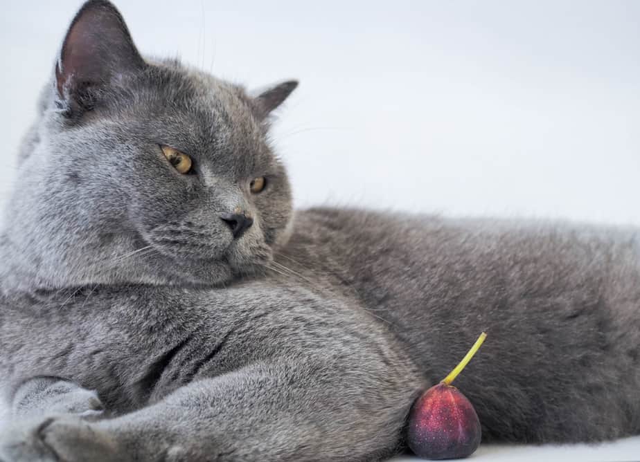 Can Cats Eat Figs? Is This What Your Cat Digs?