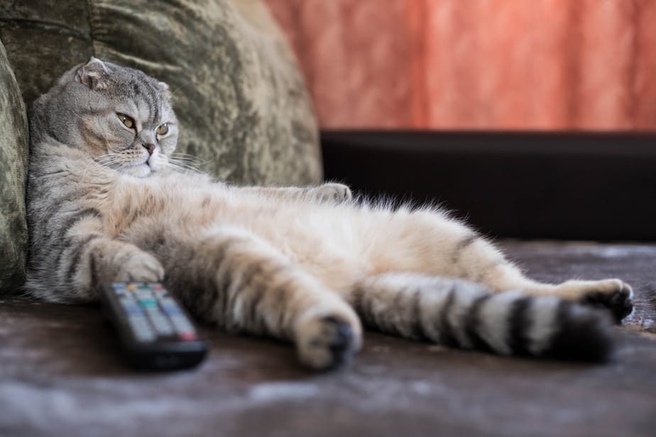 Can Cats Eat Saltine Crackers? Is It A Safe Treat For Her?