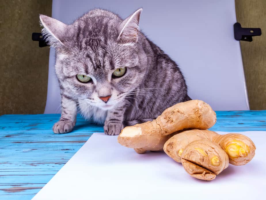 Kediler Zencefil Yiyebilir mi? Parmaklarını Yalamasına Neden Olur mu?