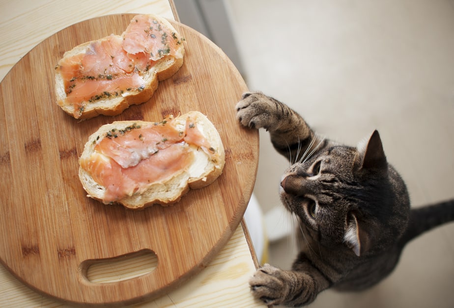 Can Cats Eat Smoked Salmon? Everything You Need To Know!