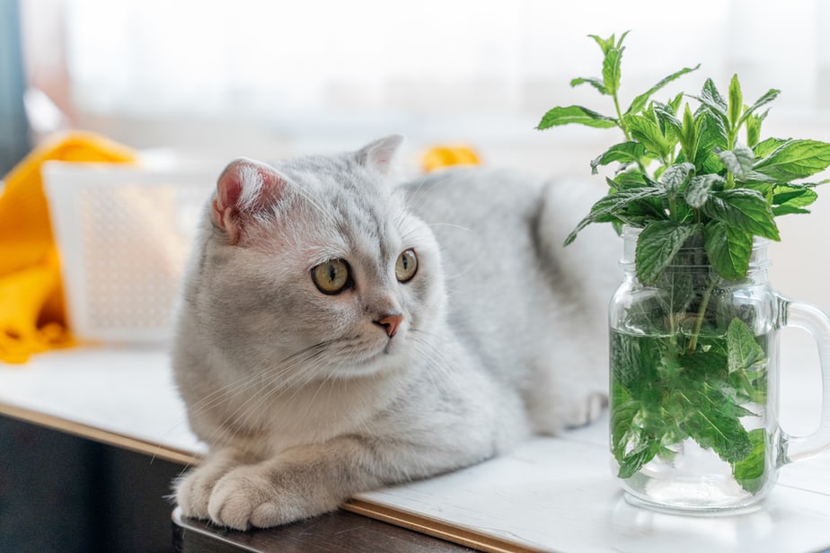 Can Cats Eat Mint? Will This Smell Make Your Cat Squint?