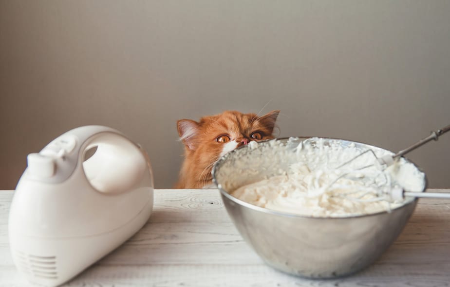 Can Cats Eat Whipped Cream? Is This Cats' Dream?