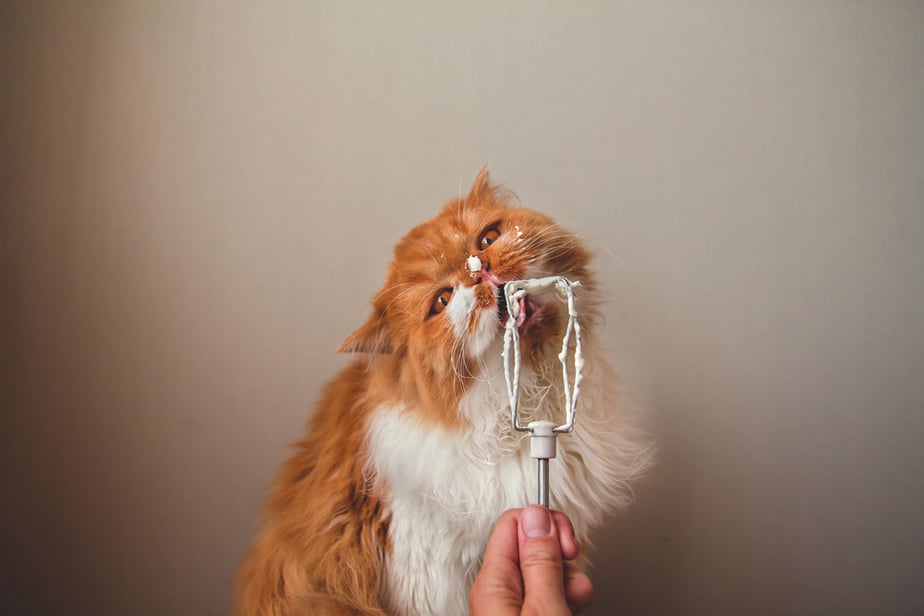 Can Cats Eat Whipped Cream? Is This Cats' Dream?