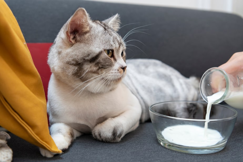 Kediler Krem Şanti Yiyebilir mi? Bu Kedilerin Rüyası mı?