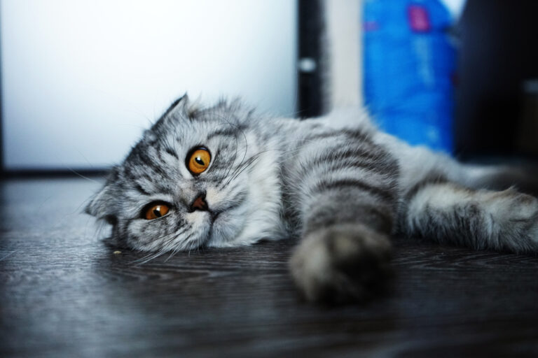 Can Cats Eat Pecans? Are There Any Risks Or Benefits?