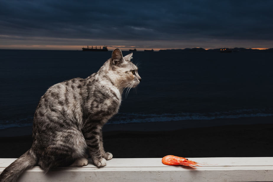 Can Cats Eat Prawns? Is This Food Gold, Silver, Or Bronze?