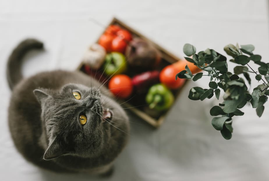 Can Cats Eat Beet? Let's Not Beet Around The Bush!
