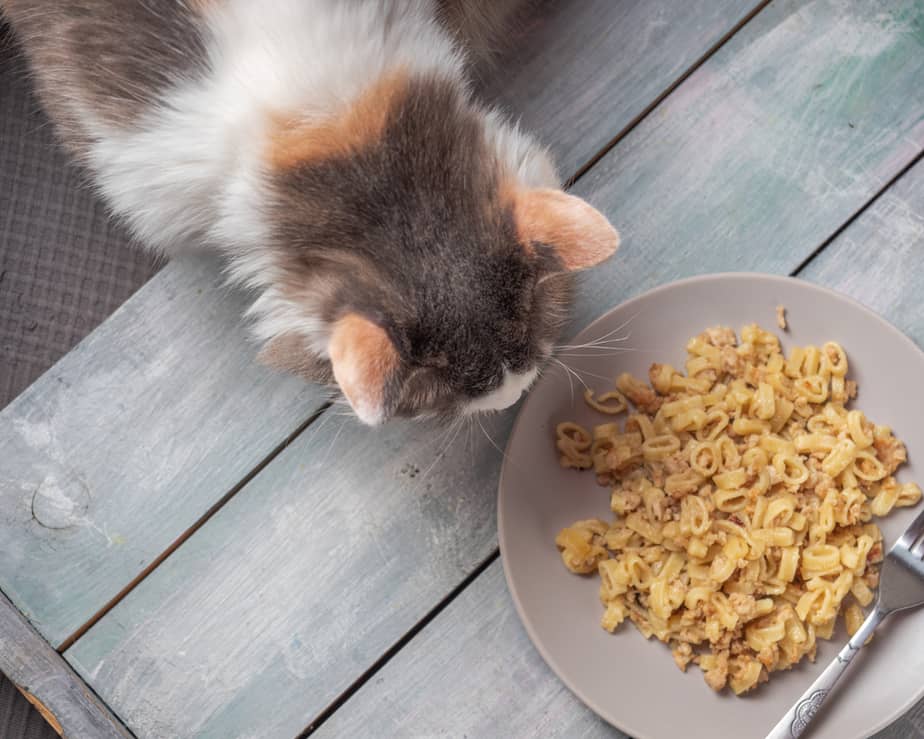 Can Cats Eat Mac And Cheese? Delicious Or Dangerous?