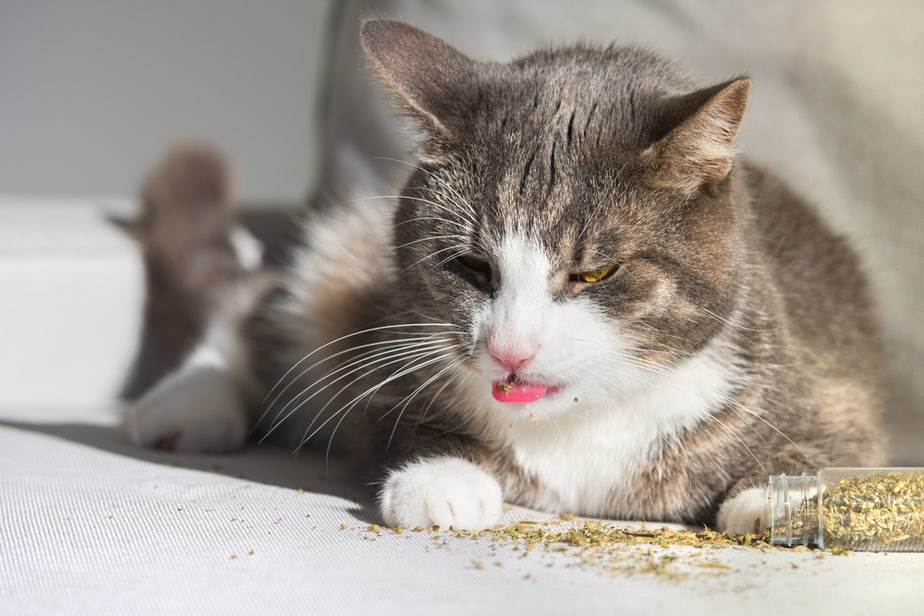 Can Cats Eat Tomato Soup? You'll Be Souprised!