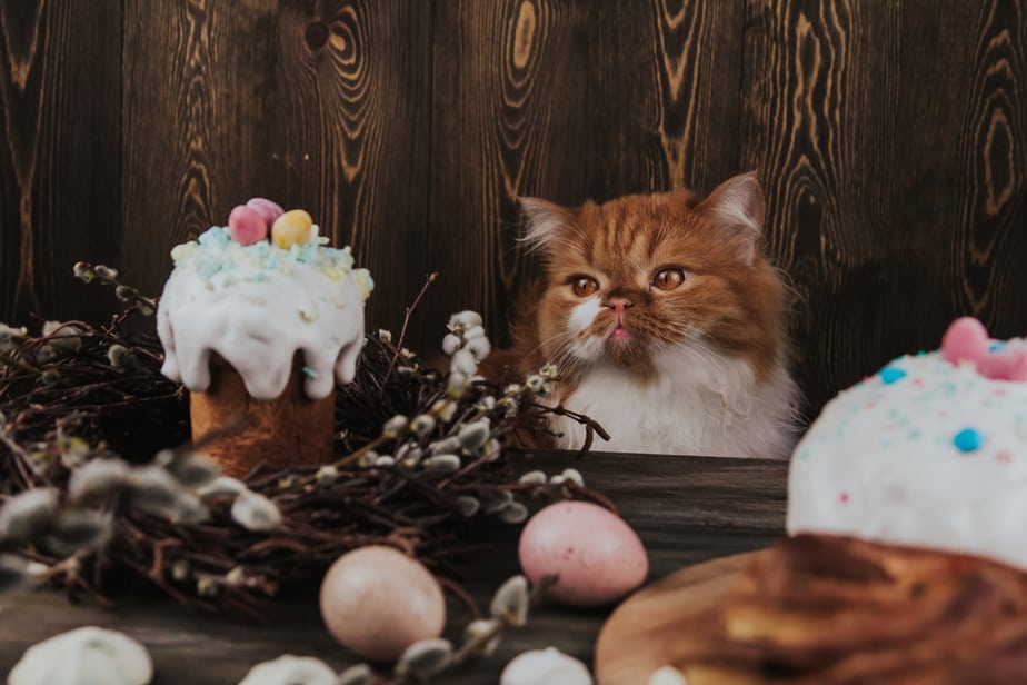 Can Cats Eat Whipped Cream? Is This Cats' Dream?