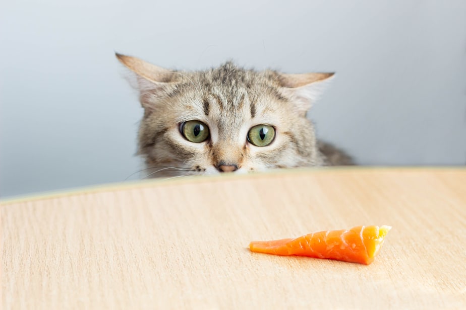 Kediler Somon Füme Yiyebilir mi? Bilmeniz Gereken Her Şey!