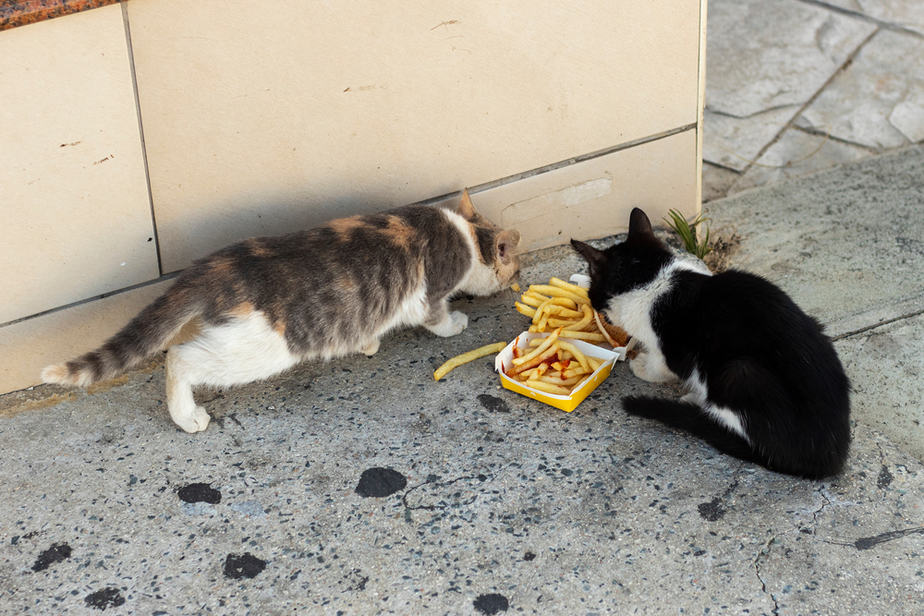 Can Cats Eat French Fries? Could This Be Their Prize?
