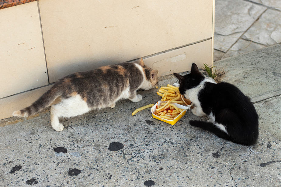 Can Cats Eat French Fries? Could This Be Their Prize?