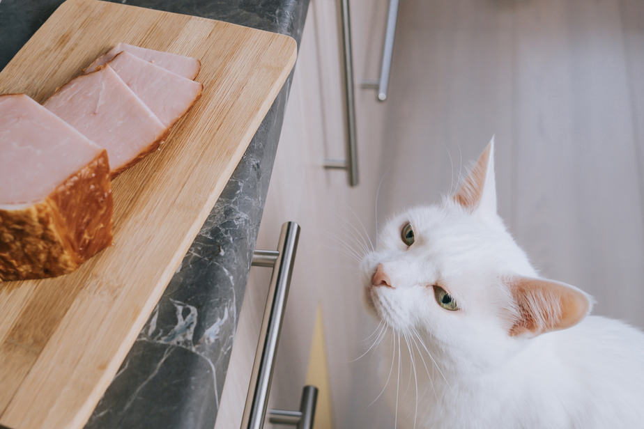 Can Cats Eat Prosciutto