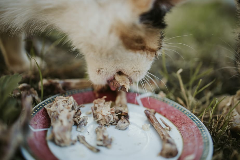 Kediler Tavuk Kanadı Yiyebilir mi? Bu İkramın Getirdiği Neşe!