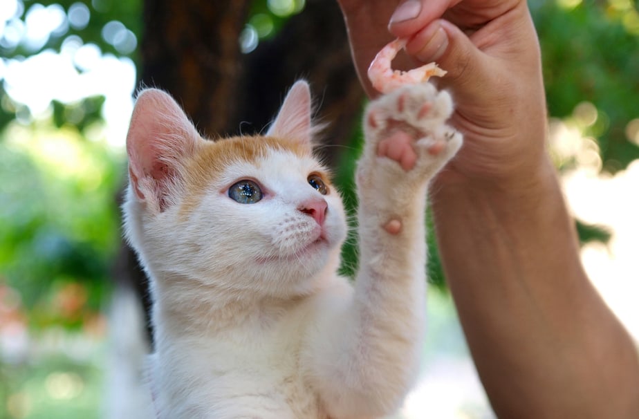 Can Cats Eat Prawns? Is This Food Gold, Silver, Or Bronze?