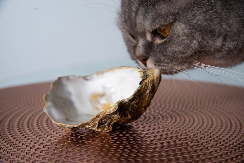 Kediler İstiridye Yiyebilir mi? Kabuklu Deniz Hayvanı Olma Zamanı mı?