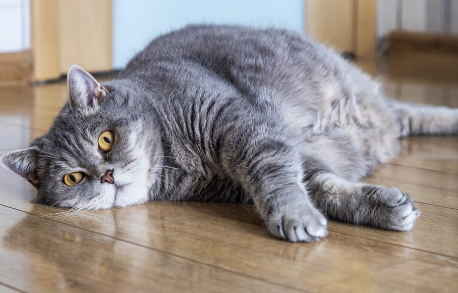 Can Cats Eat Mac And Cheese? Delicious Or Dangerous?