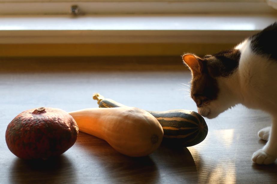 Kediler Kabak Yiyebilir mi? Bu Sebze Kedim İçin İyi Bir Seçim mi?