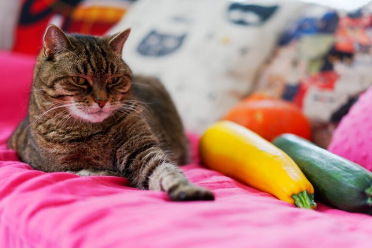 Can Cats Eat Zucchini? Is This Veggie A Good Choice For My Feline?