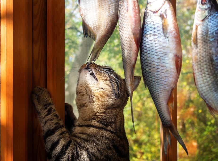 Can Cats Eat Mackerel? Is This Fish On Your Cat's Wish List?