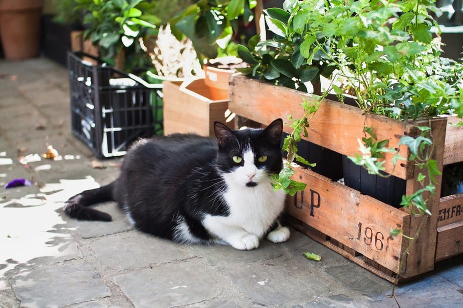 Can Cats Eat Brussels Sprouts? Will They Make Your Furkid Pout?