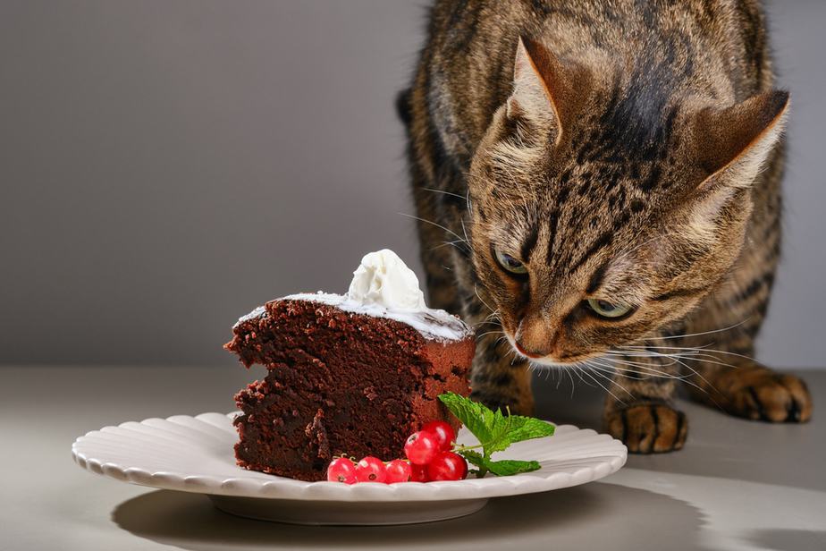 Can Cats Eat Whipped Cream? Is This Cats' Dream?