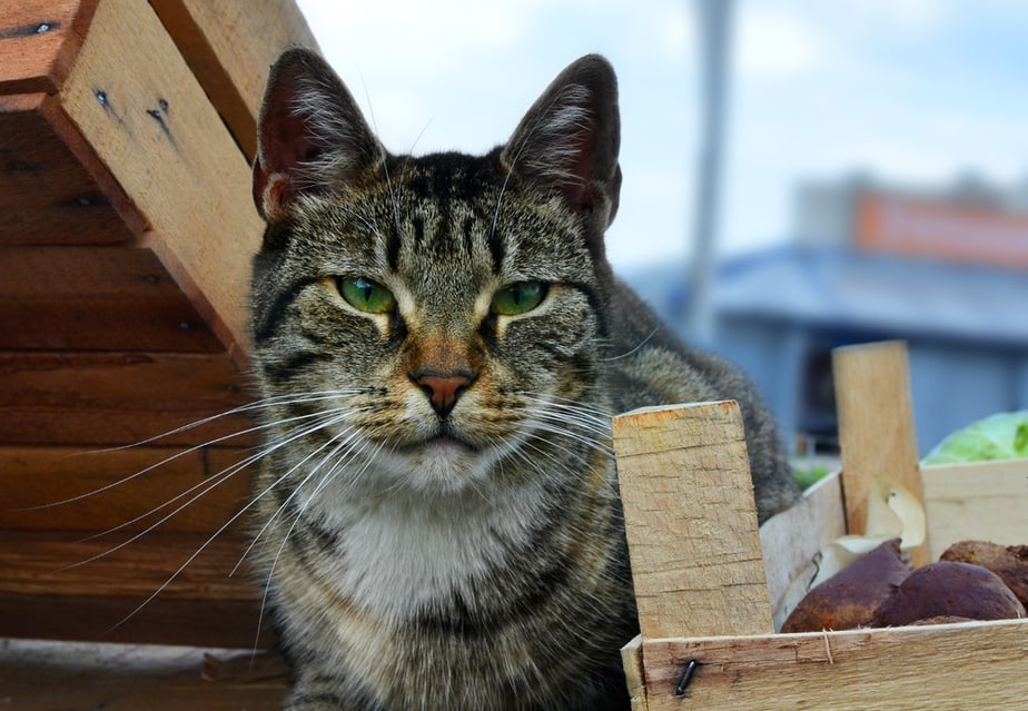 Can Cats Eat Beet? Let's Not Beet Around The Bush!